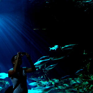 Ozeaneum, Stralsund