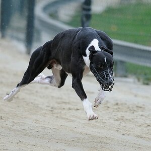 Butch 2013 11 16 1 01