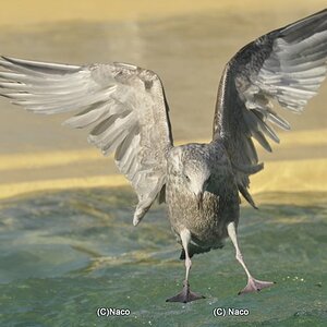 Möwe