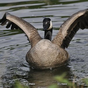 Kanada Gans