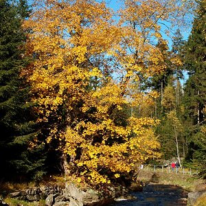 Schwarzwassertal