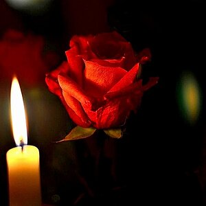 Die Rose