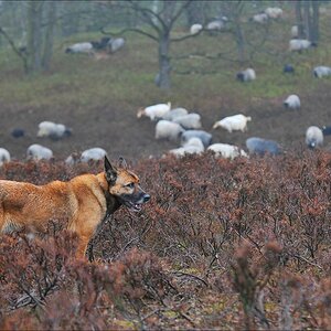 aacomp schafe hh 20110403 0131