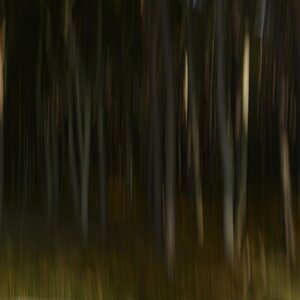 Wald I