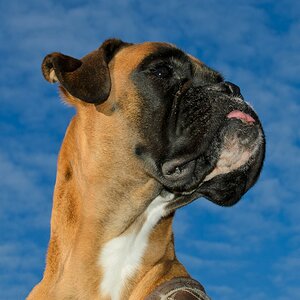 Hund