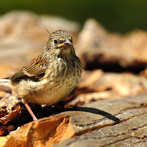 DSC 4157 Jungvogel 1000