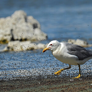 DSC 5114 Möwe 1000