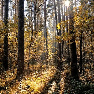 Herbstwald (Zeiss 28/2)