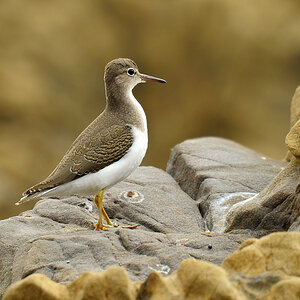 DSC 5818_Flussuferläufer San Simeon 1000