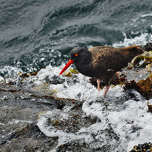 DSC 6128 Black oysterfisher 1000