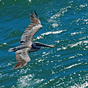 DSC 6571 Pelikan 1000