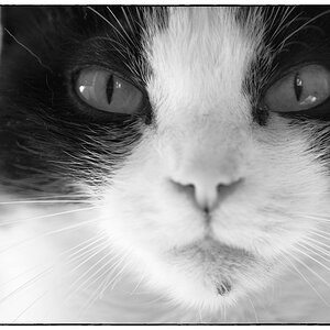 Katze PZ15332