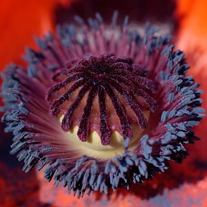 in my garden 05