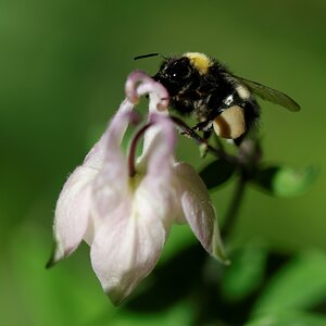 in my garden 04