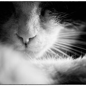 Katze PZ15341