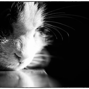 Katze PZ15348