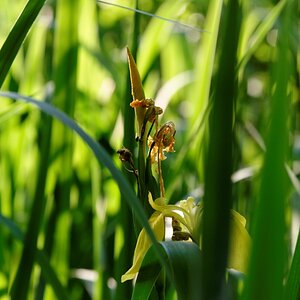 in my garden 01