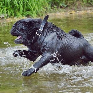 Auch ein Mops kann sportlich sein :)