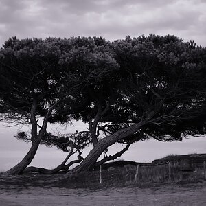 Raschbaum DXO