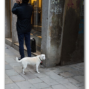dog2