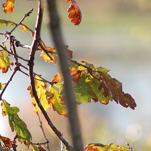 Auf die zugwiese 12.11.13 117