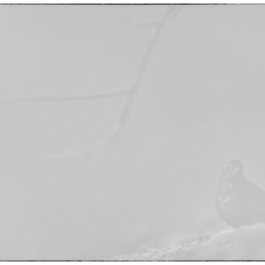 Morgen PZ15404