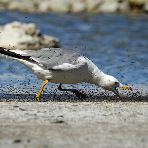 DSC 5110 Western Seagul Mono Lake 1000