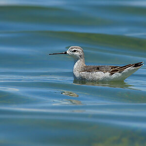 DSC 5003 Mono Lake Wasservogel 1000