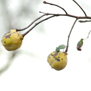 ernte 006
