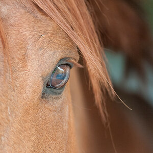 Eye
