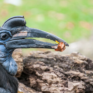Komischer Vogel