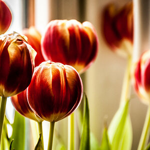 Tulpen