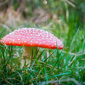 pilz 01