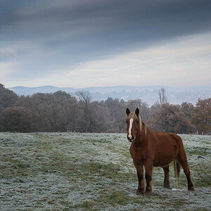 horse (1 von 1)