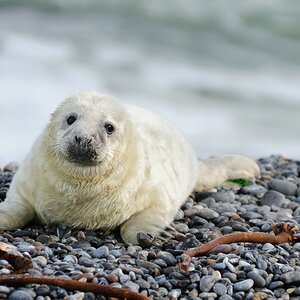 comp Helgoland 059 Dezember 2013