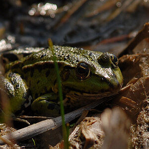 Frosch