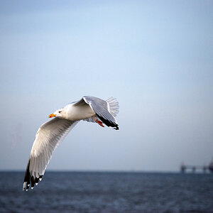 Möwe1