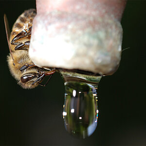Biene beim Trinken, Bild 2