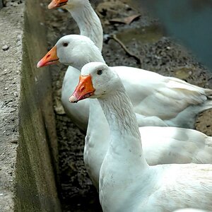 Gänse