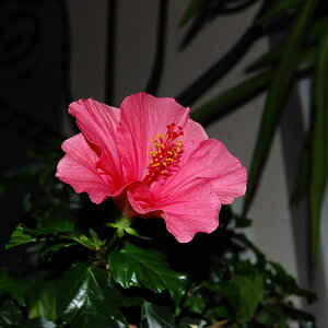 Schöne Blüte