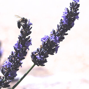Lavendel