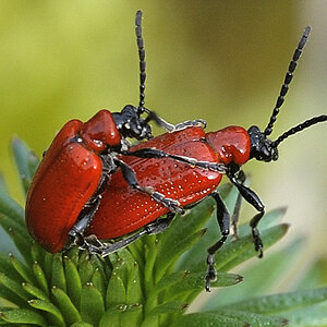 Die Lieblingskäfer (Lilienhähnchen) meiner Mutter, (fressen gerne und viel von den geliebten Liliengewächsen), sind sehr selten zumindesten im Garten 