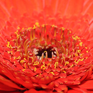 100% crop 1/30s F1:8 60mm Micro Nikkor