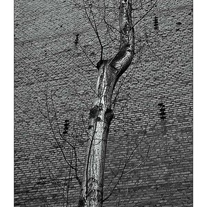 D2X 4565 1 online