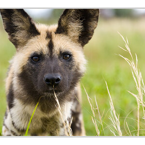 Wilddogportr2