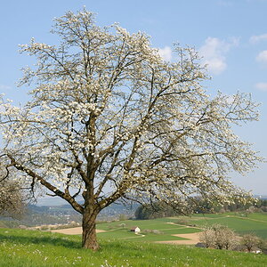 Kirschblüte April