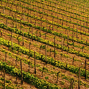 Wein 1