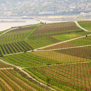 Wein 4