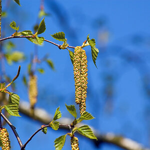 Birke im April