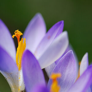 bluete1